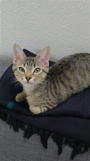 I am a 10/10 and I know it #catshorts #cutecat #trending #kitten #catvideos #funny #cat #cute #kitty