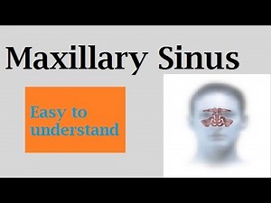 Maxillary sinus