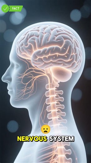 how paracetamol works at the end ..