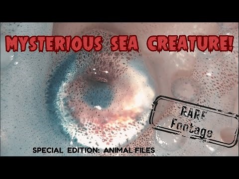 RARE FOOTAGE: Paper Nautilus (Argonaut) Rescues Her Babies! #octopus #octopusfacts #seacreatures