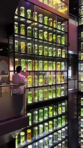 What an exhibition 🤯 ?! The "Crystal Palace of Chinese Medicine" Over 600 bottles of Chinese herbal medicine, a 15-meter tall wall of Chinese herbal specimens, century-old cinnamon, 50-year-old ginseng... Part of the: Guangdong Chinese Medicine Museum 🇨🇳 Tickets: Free !!! Thanks to Dopa 小红书 #china #guangzhou #guangdong #chinesemedecine #museum #chinesemedicinemuseum #aquascaping #aquariums #bottles #exhibition #awesome #travel #chinaaquascape #chinese #Inspiration | Oliver Knott
