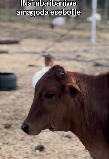 Livestock farming life in the rural area 🤞🏾