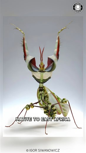 Devil’s Flower Mantis 🌸 Looks Like a Flower This mantis uses bright colors to blend in perfectly. Prey gets close without realizing the danger. #wildlife #nature #animalfacts #1minuteanimals | 1 Minute Animals