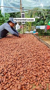 No, you should NOT wash cacao beans after fermentation. Here’s why 👇 ✅ Correct Process After Fermentation Finish fermentation (usually 5–7 days, depending on box size) Remove beans Dry immediately (sun-dry or solar dryer) ❌ Why Washing Is Not Recommended Washing removes acids, sugars, and flavor precursors It can cause flat or weak chocolate flavor Wet beans after washing increase risk of mold Fermentation microbes finish their job during drying ⚠️ When Washing Is Acceptable (Rare Cases) If bea
