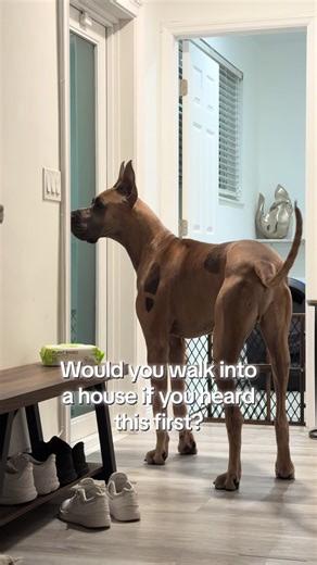 His last little barks 😭😭 #bigdog #scoobydoo #greatdane #dogsoftiktok #fyp