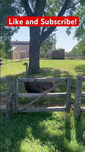 LIMU EMU and DOUG IRL!! #Limu Emo #Doug #IRL #Liberty #NotSponsered #Animals #Zoo #Jkerbo #Vlog