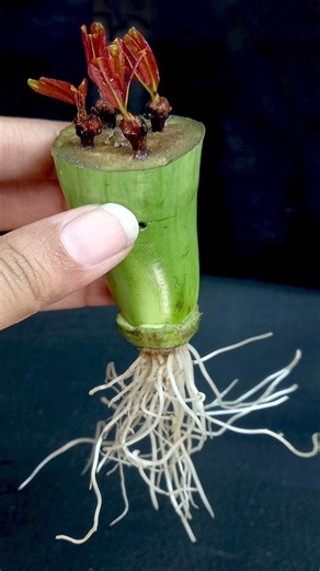 How to Propagate Clove Plant at Home || How to Grow Clove from Seeds with Brinjal In A water