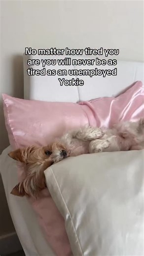 Moochiest Moo | Jackie & Teddy 🧸 | napping like he worked a 12 hour shift 🫣🫣 | Instagram