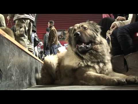 Georgia: Two Worlds of the Caucasian Sheepdog