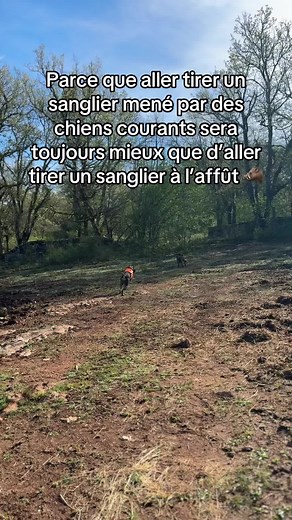 Chasser le sanglier avec les griffons bleus