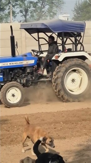 Shelter ki Levelling Karai #doglover #ngo #dogshelter #shortsfeed