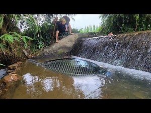 Meet giant fish in a puddle. How to catch slippery fish 10 kg. Fish catching skills