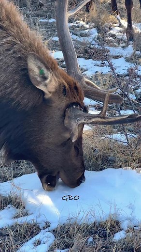 Unicorn bull using snow to hydrate. #photography #wildlife #nature #reels #foryoupageシ #wildanimals #elk #bullelk #colorado | Good Bull Guided