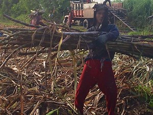 Sugar industry struggles as fertilizer prices more than double