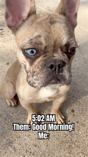 I’m Not A Morning Person‼️🐶☀️ #funny #morning #frenchie