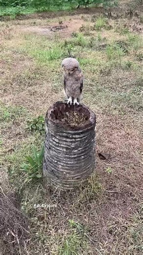 #1milllionviral | baby owl