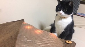 1.5M views · 6.8K shares | This cat's expression says it all... | FailArmy | Facebook