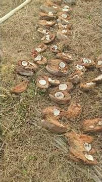 COCONUT OIL BACK END PROCESS