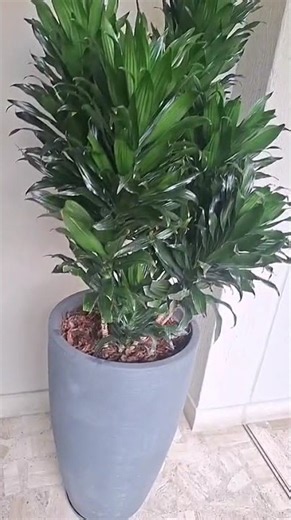 🌿 Dracaena Compacta: The elegant, low-maintenance plant that will transform your home