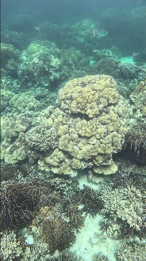 This Coral Reef is Absolutely Mesmerizing #coralreef #underwater #snorkeling