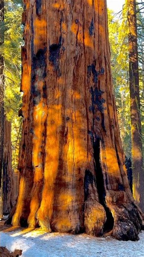 Giant Tree Glow #sequoianationalpark