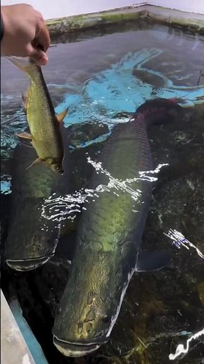 GIANT Bony Tongue Fish Eating Habits Revealed!