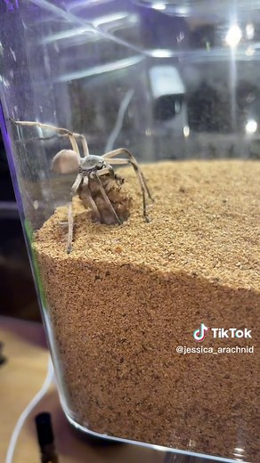 #spider #weirdpets #november