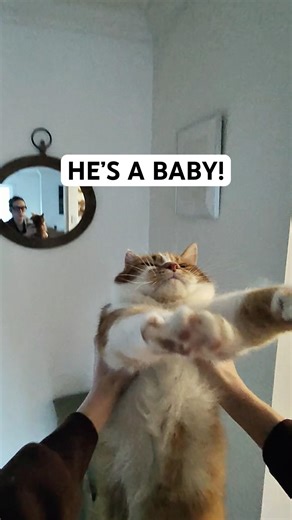 Cuddling Cat POV 🕶️🐈