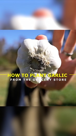 7.3K views · 108 reactions | How to Plant Garlic from the Grocery Store #Plant #GARLIC #monsoon #Growth #grocery #Store #DIY | Sow the Land | Facebook