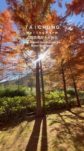 Late-autumn colors under the dawn redwoods of Wuling Farm, Taichung. (12/17/25) #taiwan #wulingfarm #taichung #taiwantravel #fblifestyle | Ynes Chuang
