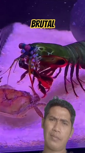 Mantis shrimp brutal | crab die #crab #mantisshrimp