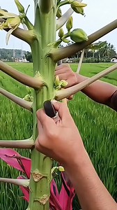 To quickly obtain a large seedling, use air layering. #GardeningLife #RootCultivation | unique grafting