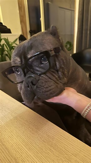 Adorable Dog's Love Story on TikTok