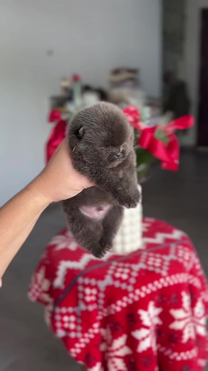 Videos de Scrat.4 (@scratch.4) con “so this is love - soft girl aesthetic”