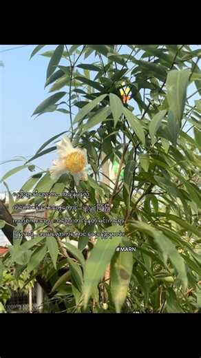 original sound - William Thaw ပါဝင်သည့် 𝗤𝘂𝗥𝗼 (@quietus_quro13) ၏ ဗီဒီယိုများ