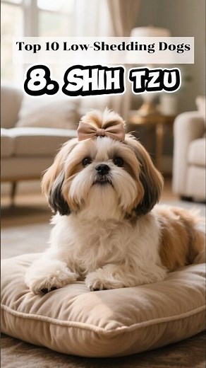 Best Low Shedding Dog Breeds for Homes.✨️ 🫶