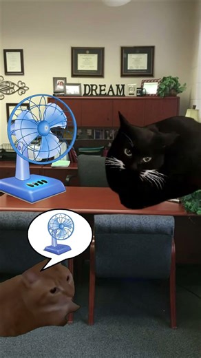 Banana cat baby laugh at Bully Cat Dance 🐱❤️ #catmemes #cat #shorts #fyp #bananacat