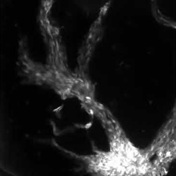 Slime mold formation