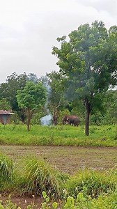 Dangerous Elephant 🇱🇰 " operation to rescue a man from elephant trouble | Morning 8.30 am | Hashintha Tharuka II