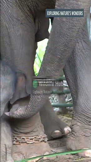 Miracle of Birth Baby Elephant's First Steps