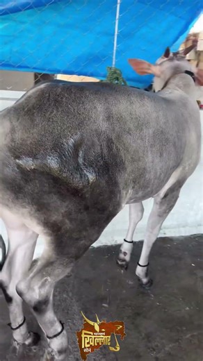 This Khillar Bull Will Blow Your Mind 🐂🔥 | Desi Power Shorts #bullfarm