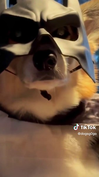 Cute Dog in Batman Costume Cosplay | Funny Pet TikTok Video
