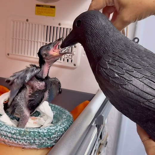 Sweetbriar Nature Center on Instagram: "When feeding our tiny crow patient we use a surrogate plastic, mama crow. This decoy momma helps feed the baby each time so the crow doesn’t imprint on humans. Since crows are social and form close-knit family groups that stay together for up to five generations we knew how important it was to find other baby crows for this little one to grow up and be released with. We called all the centers on Long Island and unfortunately, no other hospital had any baby
