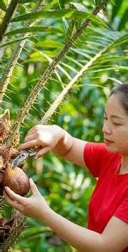 Harvest 1000+ Kg Of Super Big Salak Fruit Goes to market sell #short