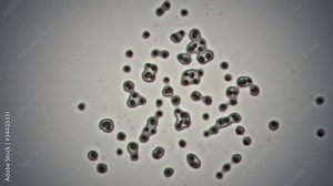 Microscopic plate of bacteria multiplying themselves