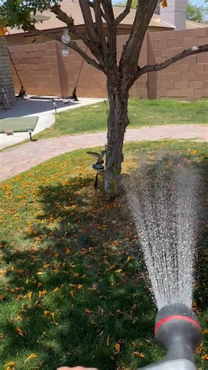 344K views · 10K reactions | HUMMINGBIRD VIDEO OF THE DAY FLYING IN WATER!勺 By May Velazquez That would be very special if a baby hummingbird visited me in my yard! Here’s a video I recently took. May 2025 | Hummingbird-News | Facebook