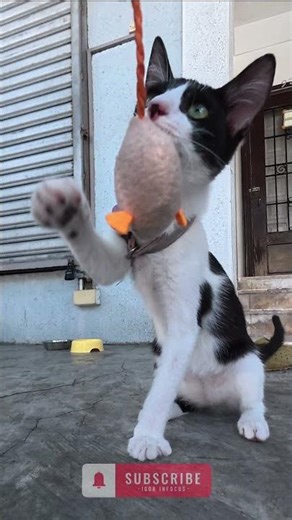 You smell bad! CATS No481 #play #blackandwhitekitten #toymouse