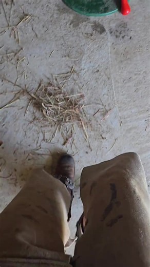 Red Farmgirl (@.redhead.riding)’s videos with original sound - Red Farmgirl