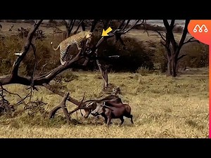 Leopard attacks wild boar cub and climbs onto branch.