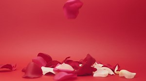 Rose Petals - Free Stock Video